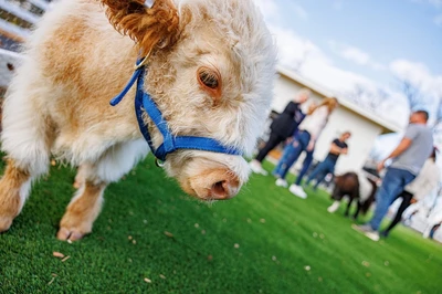 animal at skyland ranch