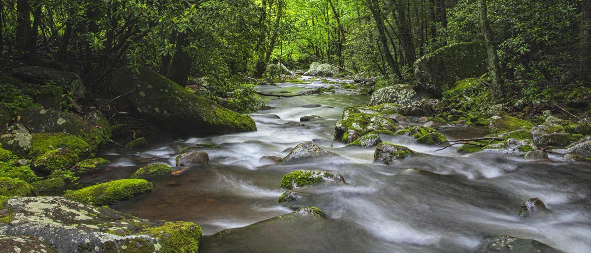 Stream in the Smoky Mountains national park