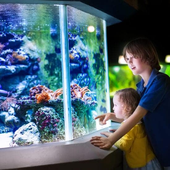 kids-at-the-aquarium