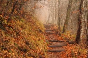 The Appalachian Trail in the Smoky Mountains on a foggy day.