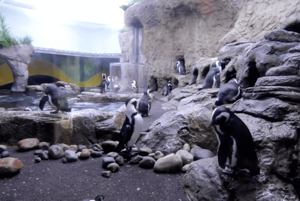 The Penguin Playhouse at the Gatlinburg aquarium.
