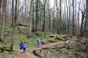 Cove Hardwood Forest family friendly trail