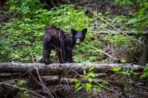black bear cub in the smoky mountains