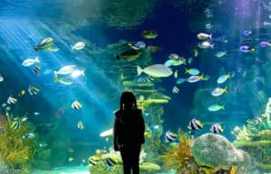 Girl looking at fish in Ripley's Aquarium